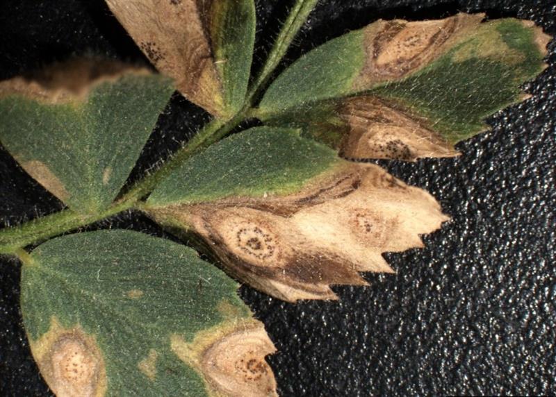 Avtomobillar bilan jinsiy aloqa